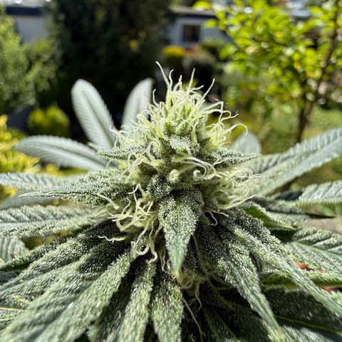 Blueberry Bubba #2 growlog timeline photo