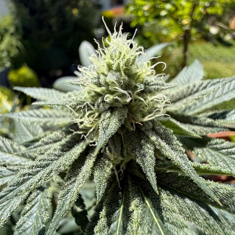 Blueberry Bubba #2 growlog timeline photo
