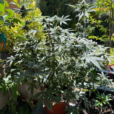 Blueberry Bubba #2 growlog timeline photo