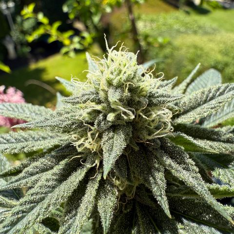 Blueberry Bubba #2 growlog timeline photo