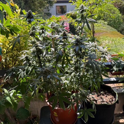 Blueberry Bubba #2 growlog timeline photo