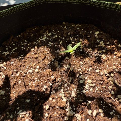 OG Kush Auto growlog timeline photo