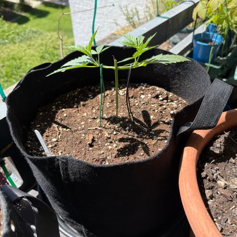 Ghost Train Haze #2 growlog timeline photo