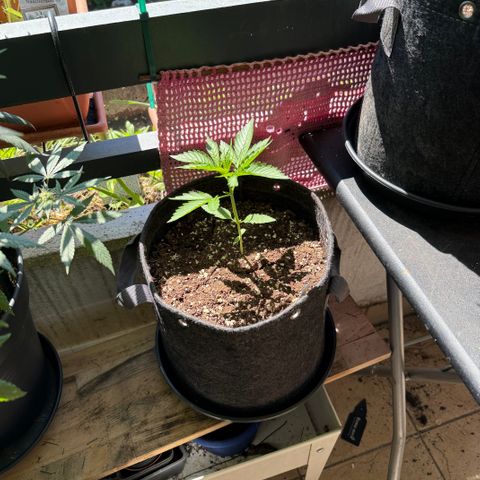 Hyperion F1 growlog timeline photo