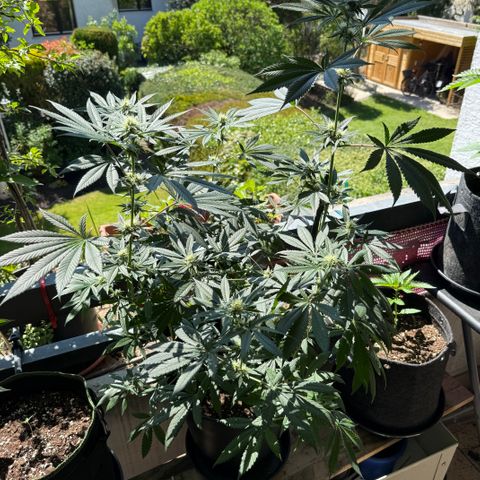 12.2. growlog timeline photo
