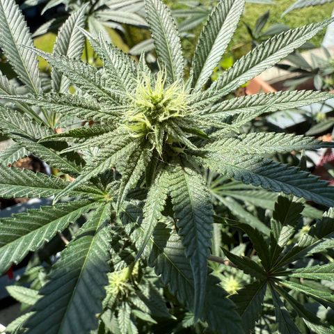 12.2. growlog timeline photo