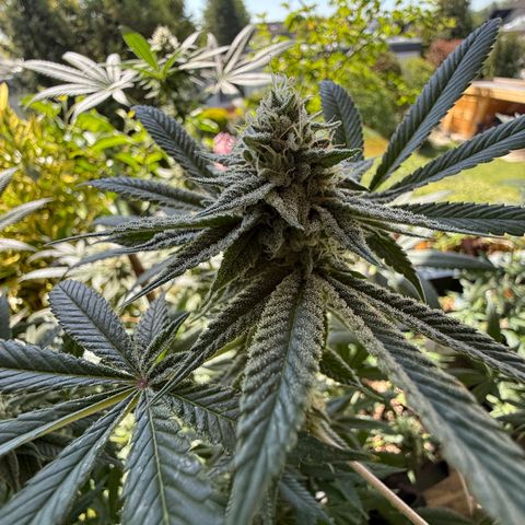Blueberry Bubba #2 growlog timeline photo
