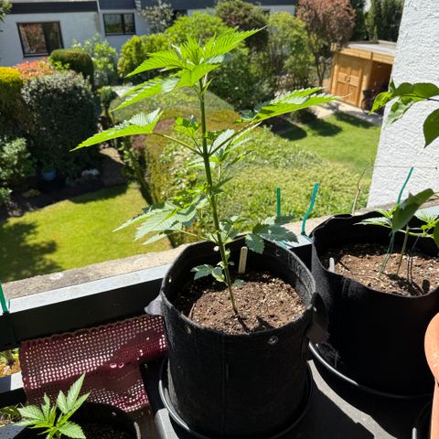 Gorilla Cookies Auto growlog timeline photo