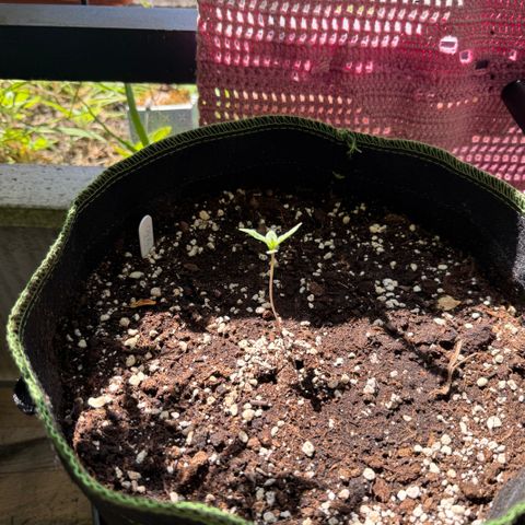 OG Kush Auto growlog timeline photo
