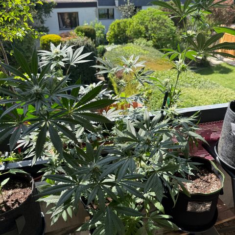 12.2. growlog timeline photo