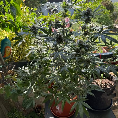 Blueberry Bubba #2 growlog timeline photo