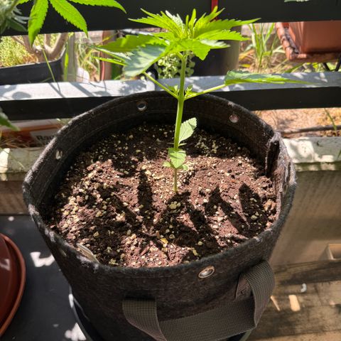 Hyperion F1 growlog timeline photo