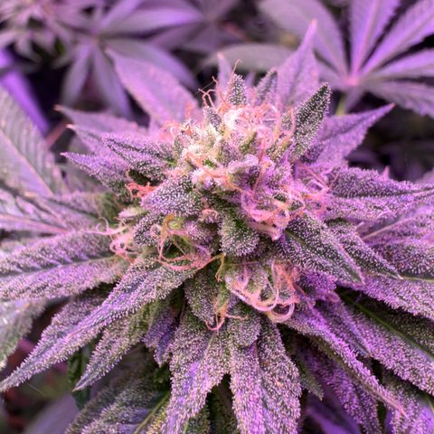 Blueberry Bubba #2 growlog timeline photo