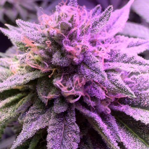 Blueberry Bubba #2 growlog timeline photo
