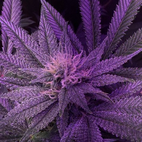 12.2. growlog timeline photo