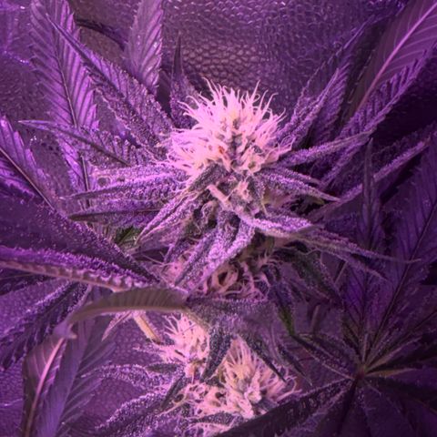 12.2. growlog timeline photo