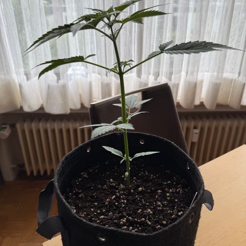 Hyperion F1 growlog timeline photo