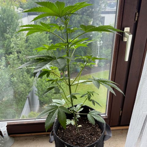 Gorilla Cookies Auto growlog timeline photo