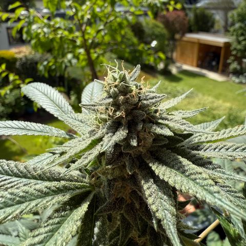 Blueberry Bubba #2 growlog timeline photo