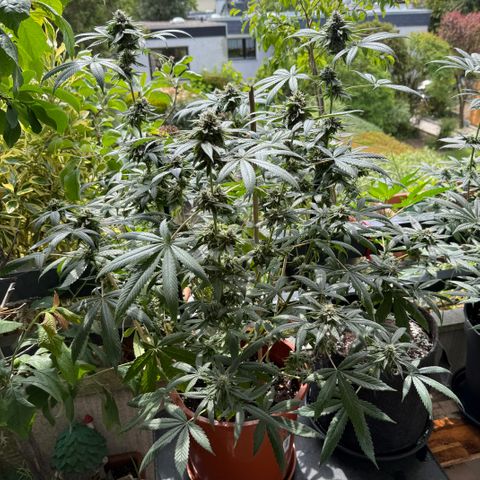 Blueberry Bubba #2 growlog timeline photo