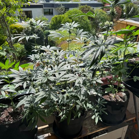 12.2. growlog timeline photo