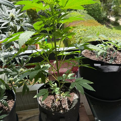 Gorilla Cookies Auto growlog timeline photo
