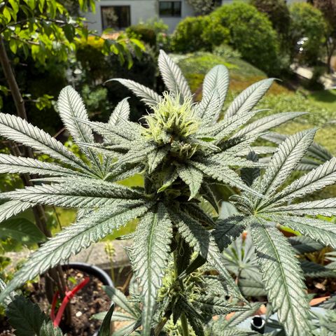 12.2. growlog timeline photo