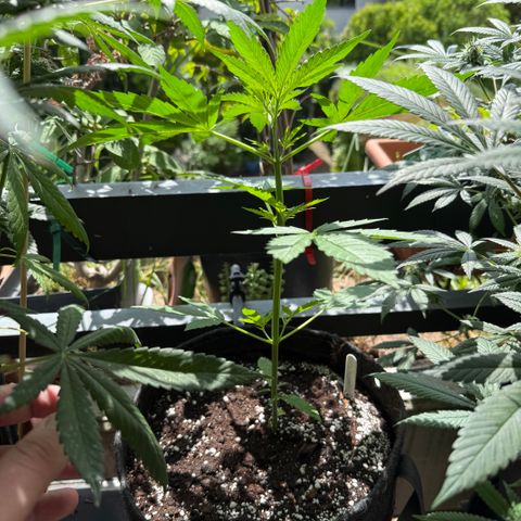 Hyperion F1 growlog timeline photo
