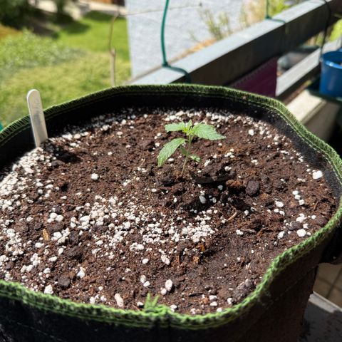 OG Kush Auto growlog timeline photo