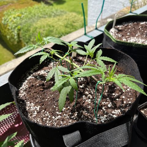 Ghost Train Haze #2 growlog timeline photo