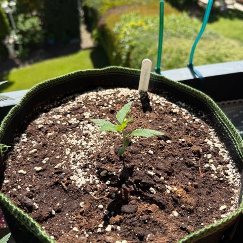 OG Kush Auto growlog timeline photo