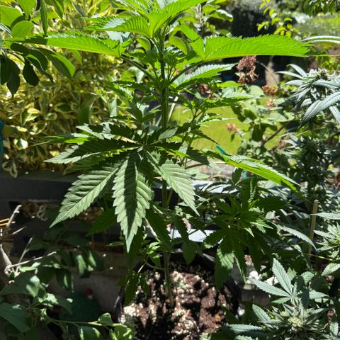 Gorilla Cookies Auto growlog timeline photo