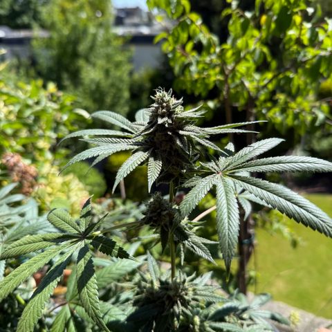 12.2. growlog timeline photo