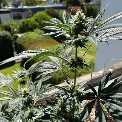 12.2. growlog timeline photo