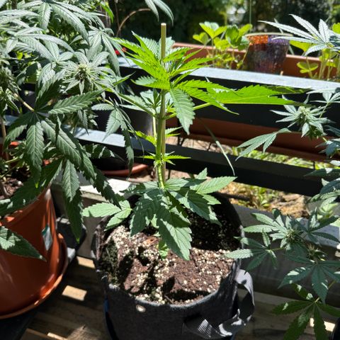 Hyperion F1 growlog timeline photo