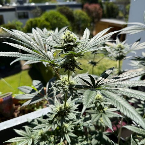 12.2. growlog timeline photo