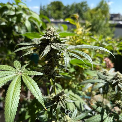 Blueberry Bubba #2 growlog timeline photo