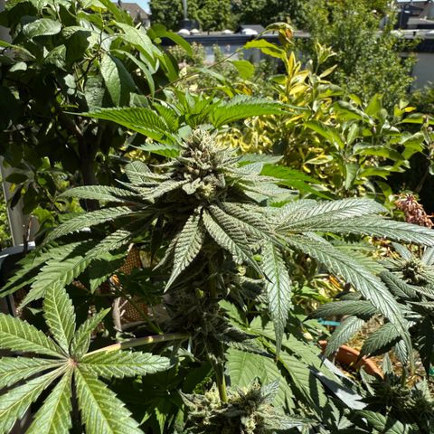 Blueberry Bubba #2 growlog timeline photo