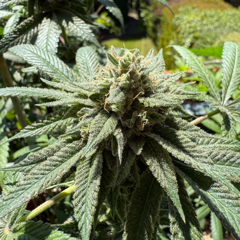 Blueberry Bubba #2 growlog timeline photo