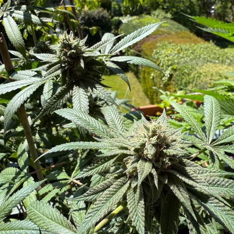 Blueberry Bubba #2 growlog timeline photo