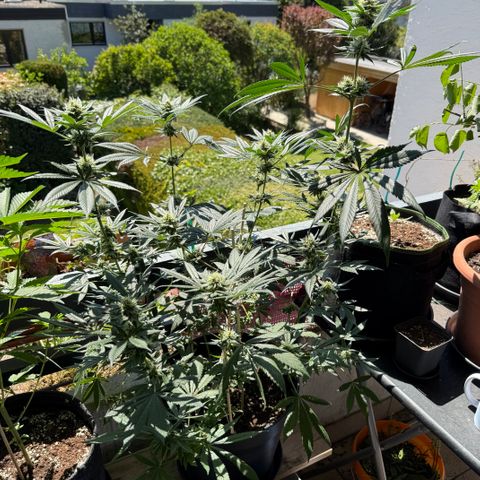 12.2. growlog timeline photo