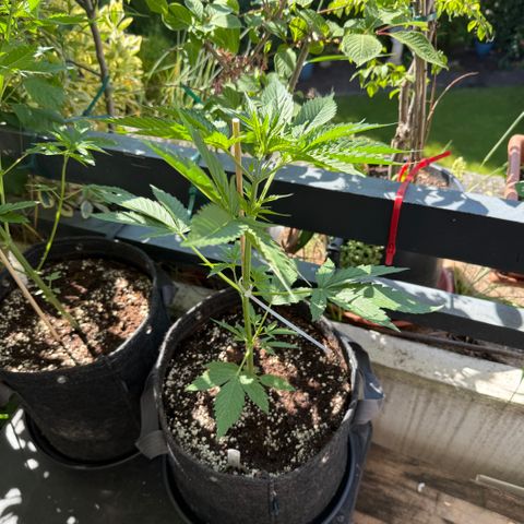 Hyperion F1 growlog timeline photo