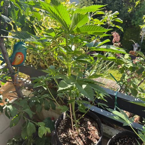 Gorilla Cookies Auto growlog timeline photo