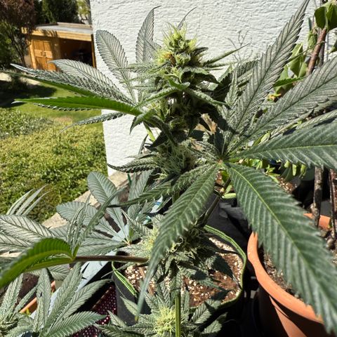 12.2. growlog timeline photo