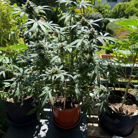 Blueberry Bubba #2 growlog timeline photo