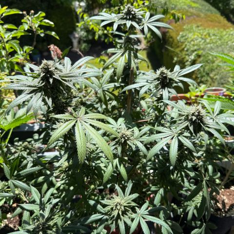 Blueberry Bubba #2 growlog timeline photo
