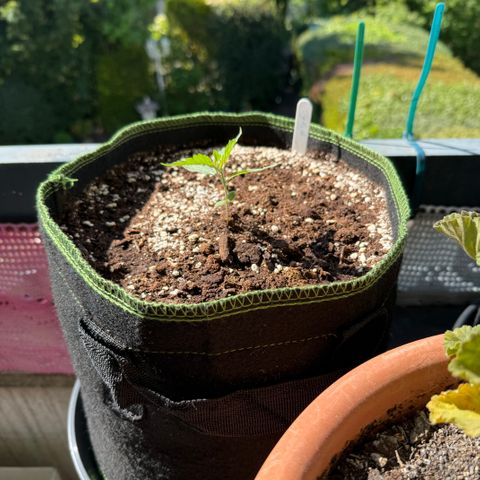 OG Kush Auto growlog timeline photo