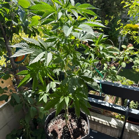 Gorilla Cookies Auto growlog timeline photo