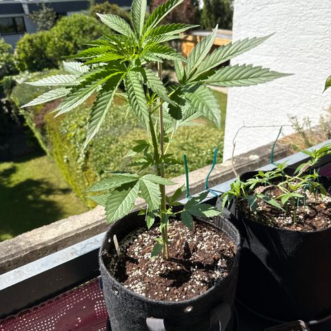 Hyperion F1 growlog timeline photo