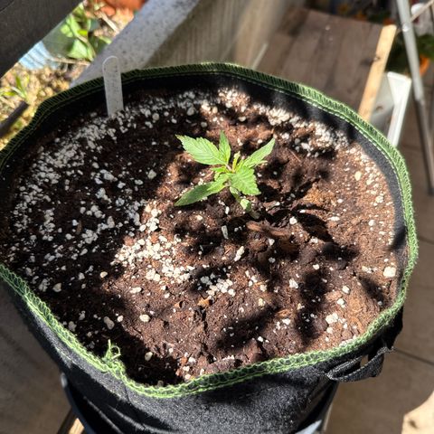 OG Kush Auto growlog timeline photo
